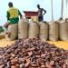 EU Ambassador to Ghana Instill says there will be no ban on cocoa from Ghana