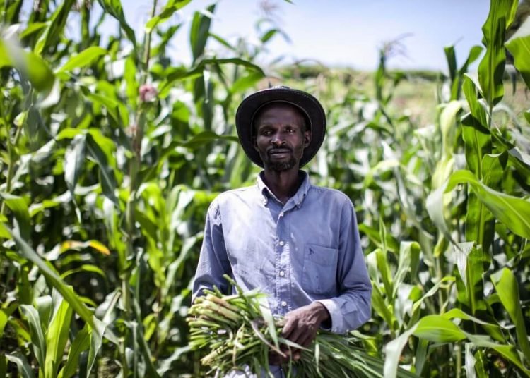 Kenya Has Lifted Its Ban on Genetically Modified Crops, State Risks and Opportunities