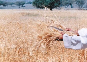 Pakistan to Import 300,000 Tonnes of Wheat from Russia