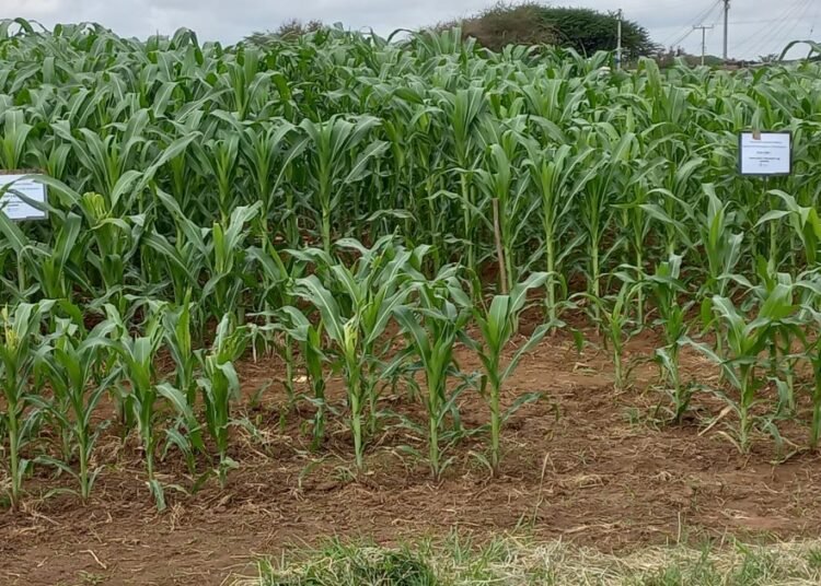Kenya: Government to develop food security master plan