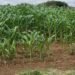 Kenya: Government to develop food security master plan