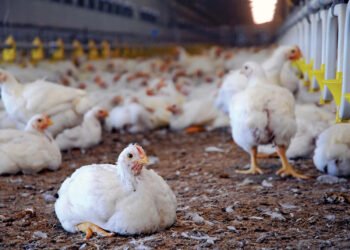 Ghana: Govt pledge US$541m investment into poultry industry