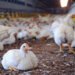 Ghana: Govt pledge US$541m investment into poultry industry