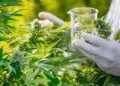 Morocco Launches Construction Work of First Lab for Legal Cannabis Industry