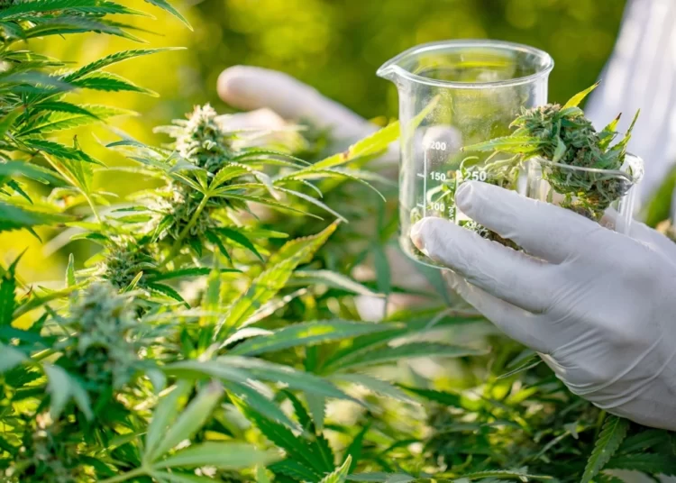 Morocco Launches Construction Work of First Lab for Legal Cannabis Industry