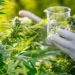 Morocco Launches Construction Work of First Lab for Legal Cannabis Industry