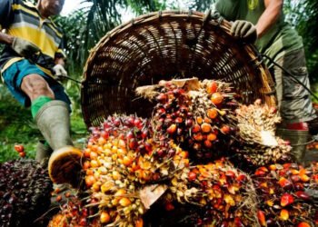 Ghana: Oil palm import hits US$1.17bn in 3yrs