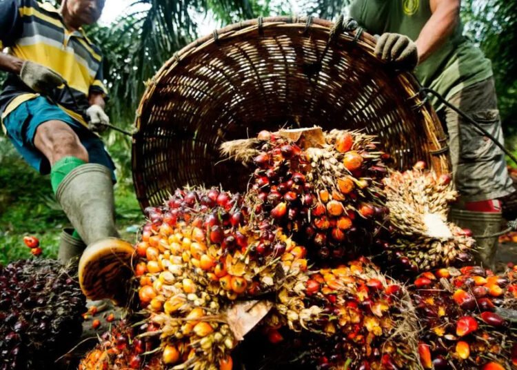 Ghana: Oil palm import hits US$1.17bn in 3yrs