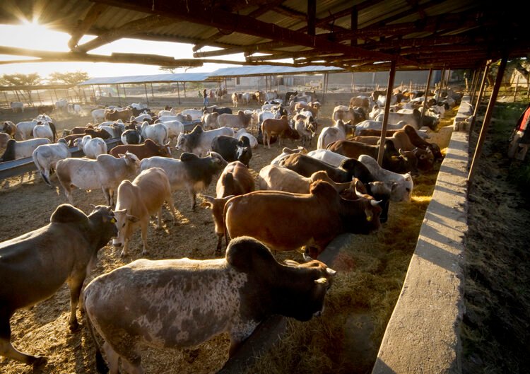 Ethiopia plans to generate $7 billion from exporting animal products by the next ten years.