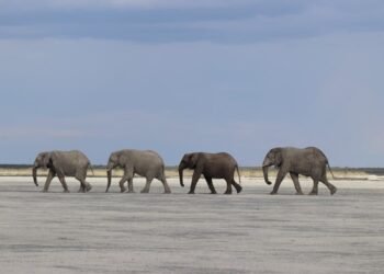 Botswana lauded for its elephant conservation at the global wildlife trade conference