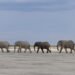Botswana lauded for its elephant conservation at the global wildlife trade conference