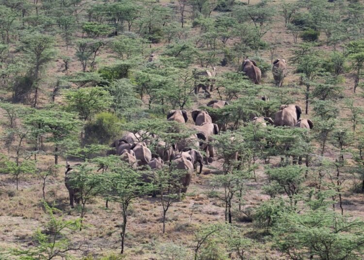 Botswana’s President Masisi calls on international community to support legal ivory trade