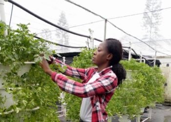 African Development Bank-funded enterprise produces affordable, healthier vegetables using urban rooftop hydroponics