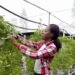 African Development Bank-funded enterprise produces affordable, healthier vegetables using urban rooftop hydroponics