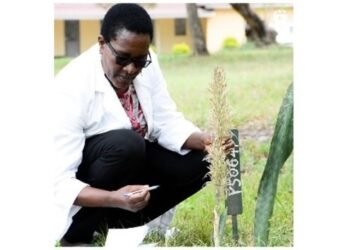 World’s newest plant with strange behaviour discovered in Tanzania