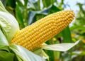 Tanzania: Tanzania’s Ministry of Agriculture issues new directives for trading of agricultural crops