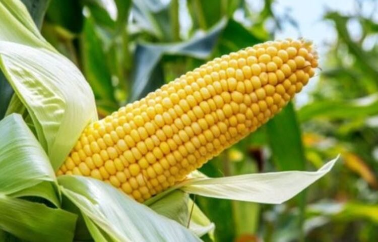 Tanzania: Tanzania’s Ministry of Agriculture issues new directives for trading of agricultural crops