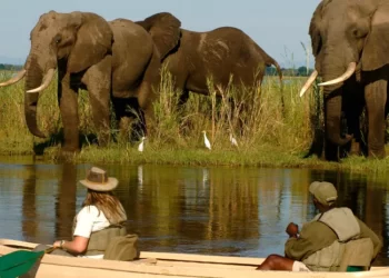 Zambia: Wildlife Protected Area Accounts Launched to Promote Sustainable Tourism and Conservation