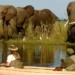 Zambia: Wildlife Protected Area Accounts Launched to Promote Sustainable Tourism and Conservation