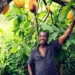 USAID supports Ghanaian farmers with $7m
