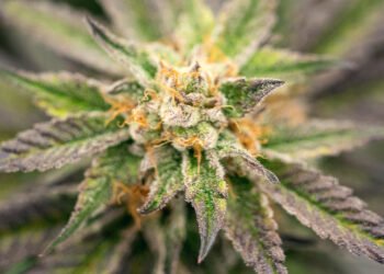 Zambia: Drug Enforcement Commission Seizes Over 1200kg of Cannabis