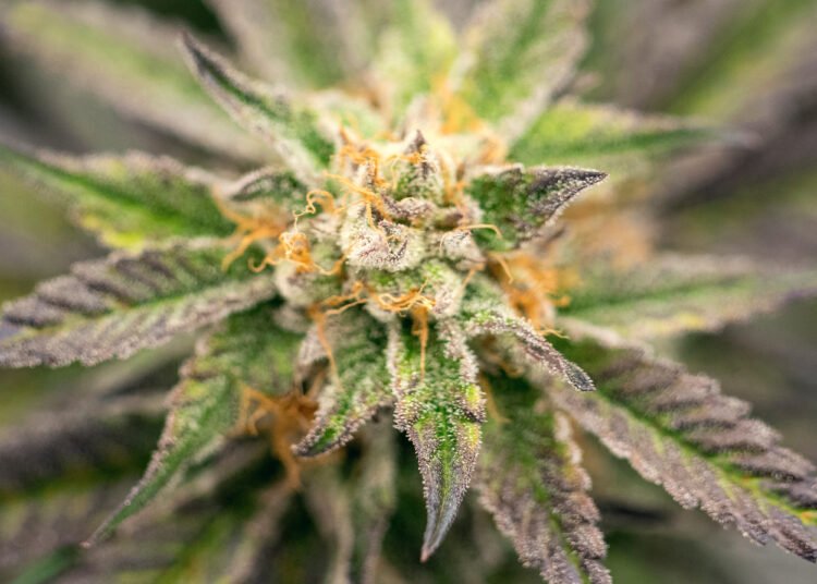 Zambia: Drug Enforcement Commission Seizes Over 1200kg of Cannabis