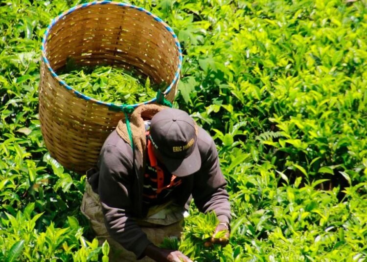 Kenya: Tea sector loses $2m weekly due to insecurity