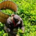 Kenya: Tea sector loses $2m weekly due to insecurity