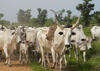 Nigeria: FCTA Bolsters Border Surveillance to Combat Anthrax Menace