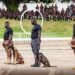 Ghana: Prisons and Police Service Hold Maiden K9 Dog Show