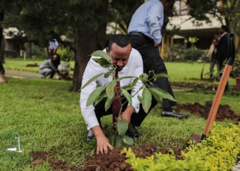Ethiopia aims to plant over 500 million plant seedlings nationwide