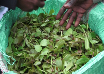 Kenya: Muguka Ban Suspended in Mombasa and Kilifi Counties