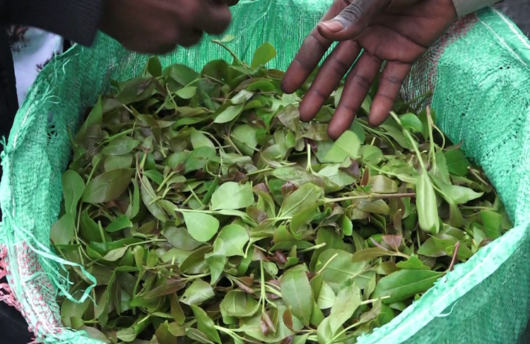 Kenya: Muguka Ban Suspended in Mombasa and Kilifi Counties