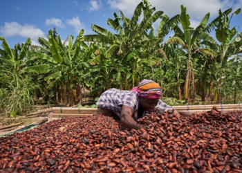 Ghana: Gov’t set to raise cocoa farmgate price by nearly 45%, sources say